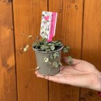 Lampášik (Ceropegia woodii) - Ø 10 cm, kont. P11